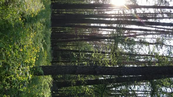 Vertical Video of a Beautiful Green Pine Forest on a Summer Day Slow Motion