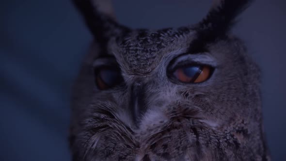 Eagle owl blinking in extreme slow motion