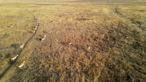 Wild Saiga Antelope Running. Herd of Antelope Running on Steppes To River.  Hdr Slow Motion