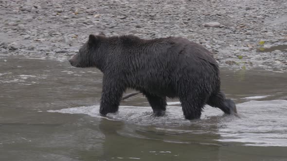 Grizzly Bear Walks Into River for a Swim