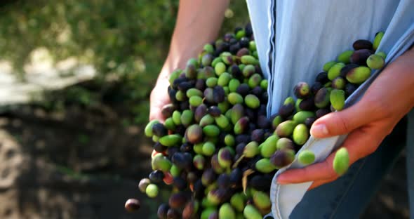 Mid-section of farmer collecting olives in farm 4k