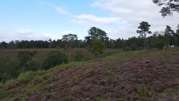 Countryside and woods in autumn, South Downs National Park, Haslemere in UK. Aerial drone view