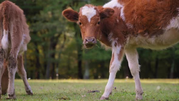 Calf eating grass, looking at the camera