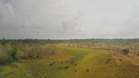 Drone view of wild buffalo in a field in Asia