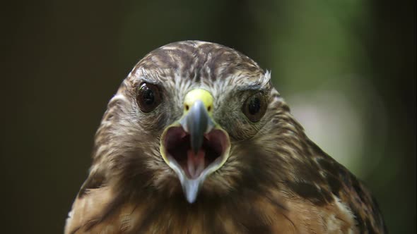 close shot of red tailed hawk