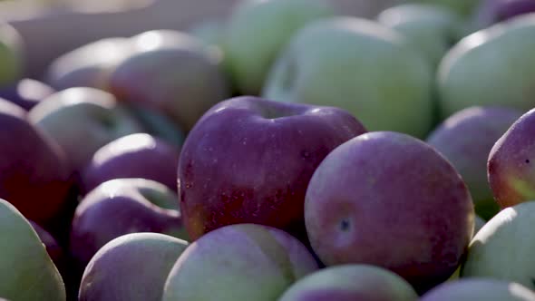 Very tight shot of ripe, red apples in a wood apple crate with the sun rim lighting the apples.