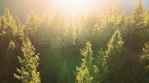 Aerial View of Brightly Illuminated with Sunlight Beams Foggy Dark Forest with Pine Trees at Autumn