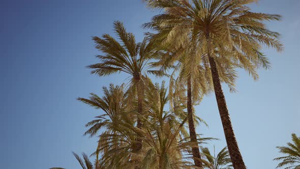 Exotic Tropical Palm Trees at Summer View From Bottom Up to the Sky