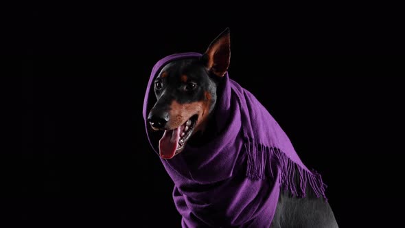 Close Up Studio Portrait Cheerful Doberman Pinscher Lilac Scarf One Ear Sticking Out From Under It