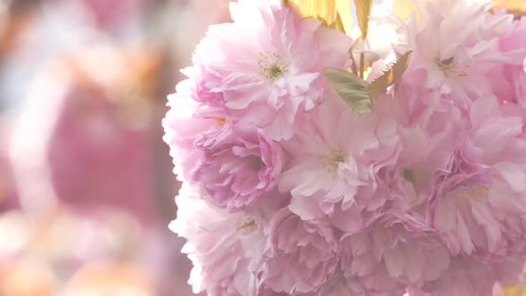 Japanese Cherry Blossom 26