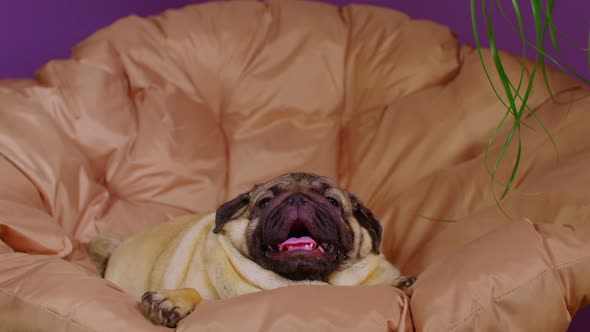 Close Up of Cute Pug Lying on Armchair and Breathing with Her Mouth Open