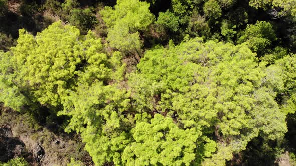 Flying Over a Pine Forest in Summer