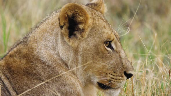 Calm Female Lion Turning Her Head In The Moremi Game Reserve, Botswana - Close up