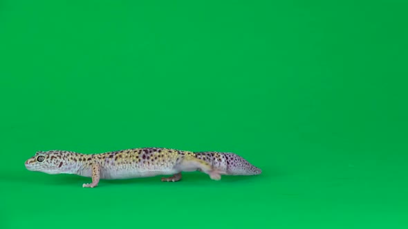 Yellow and Brown Spotted Leopard Gecko Eublefar Isolated at Green Screen. Close Up.