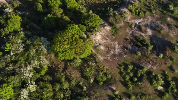 Drone flight over coastal dunes and vegetation of Oostvoorne, South Holland