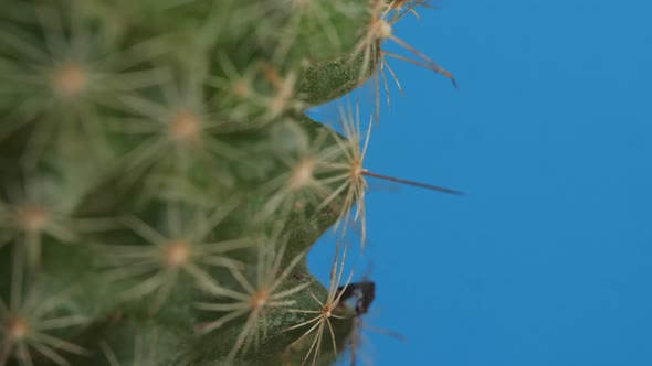 Close Up Of Mammillaria Spinosissima Plant Revolving Around Itself On The Blue Screen Background