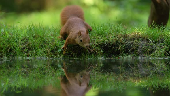Low close up shot of a red squirrel hopping along the grassy bank of a pond sniffing at the water wi