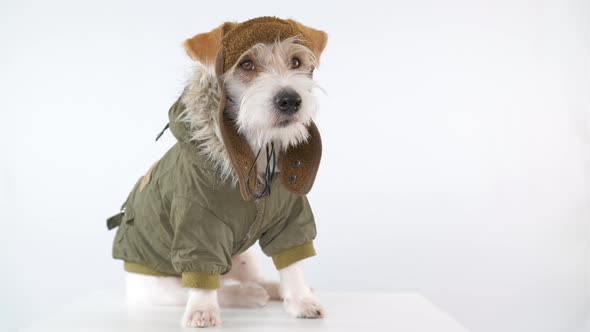 Jack Russell Terrier is sitting on a table dressed as a pilot and tanker