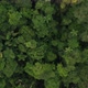 Beautiful shot of the tree canopy in the Amazon rainforest of Ecuador - VideoHive Item for Sale