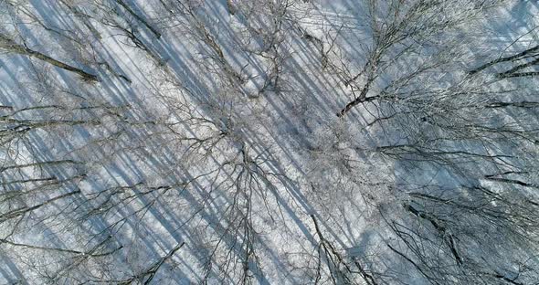 Morning Winter Woods Drone View White Trees Snow