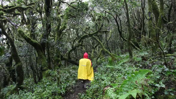 Woman hiking trough cloud forest in Garajonay national park on La Gomera