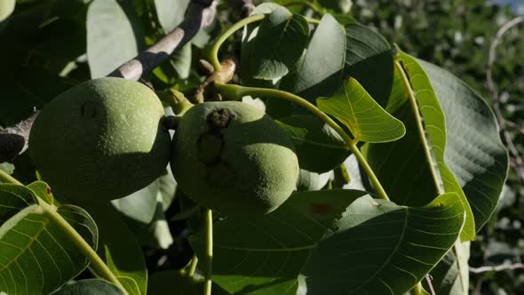 Shallow DOF Juglans seeds  on wind  4K 2160p 30fps UltraHD footage - Close-up of walnut tree branche