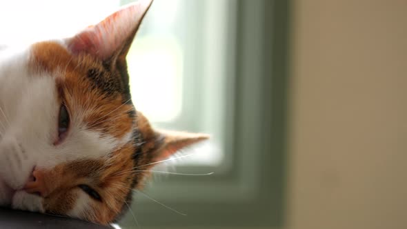 Domestic cat inside looking dozy near the window, PAN LEFT