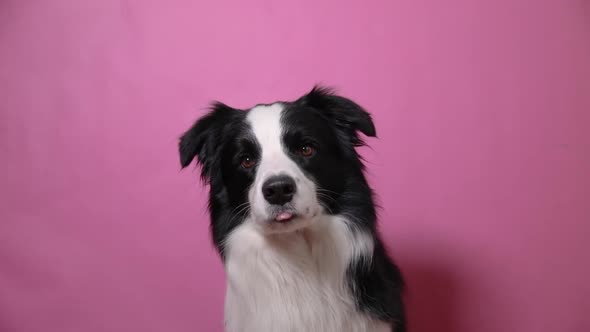 Funny Portrait of Cute Puppy Dog Border Collie Isolated on Pink Colorful Background