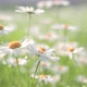 Daisy Flowers Dancing In The Wind - VideoHive Item for Sale