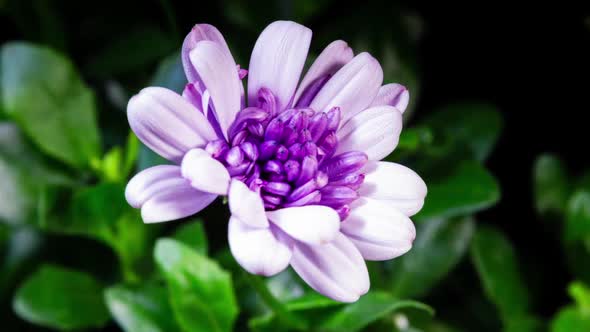 Purple Osteospermum Flower Blooming in Timelapse on a Green Leaves Background