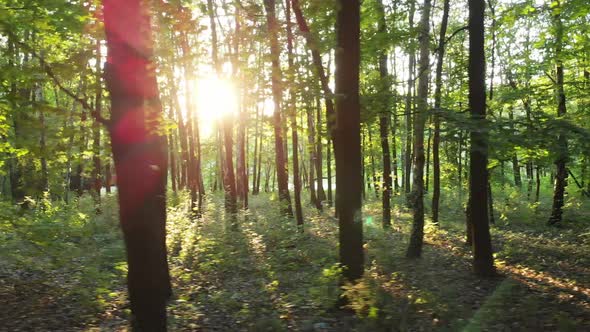 Sunset beams through trees in forest.