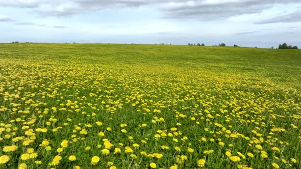 Aerial View of the Yellow Flowers Field Under Blue Cloudy Sky