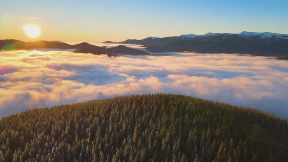 Aerial view of vibrant sunrise over Carpathian mountain hills covered with evergreen spruce alt