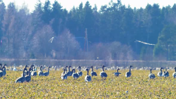 Large flock of bean goose (Anser serrirostris) feeding and having rest during their transmigration,