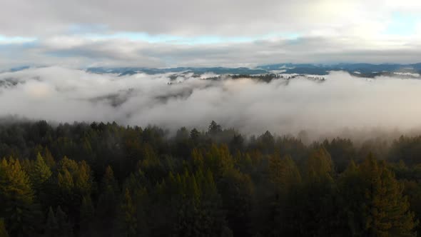 Misty woods aerial shot with a slight push in/turn left.