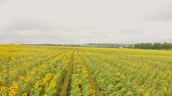 A Field of Rows of Ripe Yellow Sunflowers - Aerial