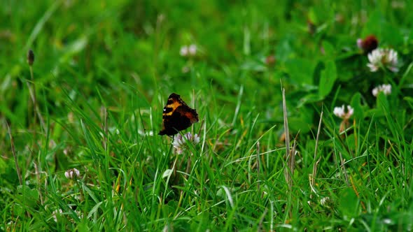 Butterfly on Clover Flower