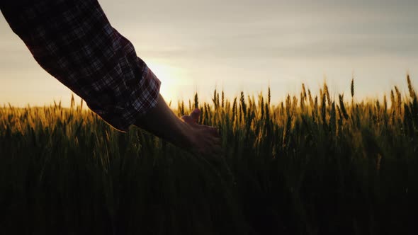 Farmer's Hand Looks at the Ears of Wheat at Sunset. The Sun's Rays Shine Through the Ears