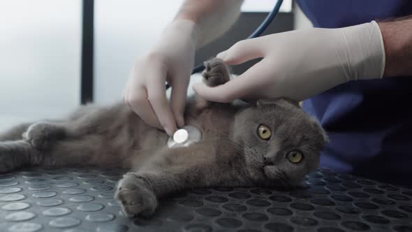 Visit at veterinarian with cat. Shot with RED helium camera in 4K.