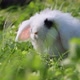 White rabbit with black spots mini lop sits on the lawn. Slow motion. - VideoHive Item for Sale