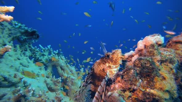 Reef Coral Garden Lionfish