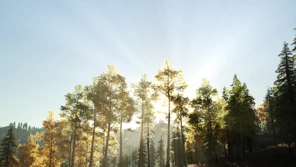 Sun Beams Through Trees