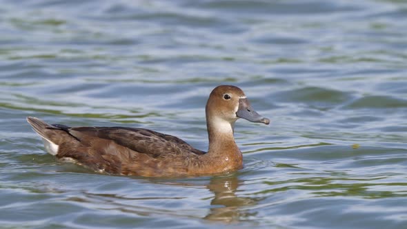 Aquatic waterfowl close up shot of a female rosy-billed pochard, netta peposaca paddling and swimmin