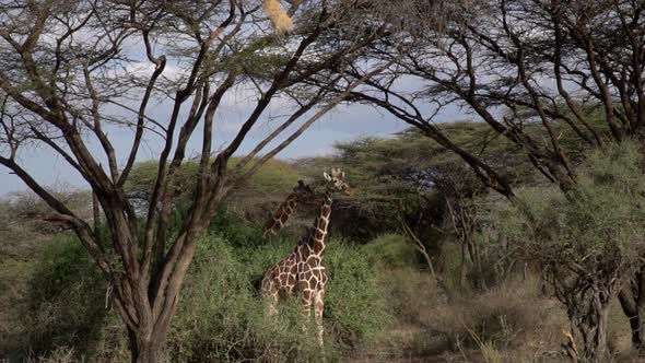 Giraffes in a Kenyan national park in slow motion