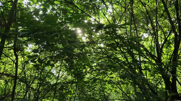 Forest with Trees on a Summer Day Slow Motion