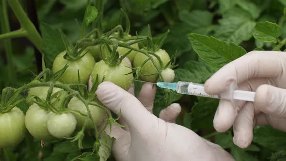 GMO Concept. Scientist Makes an Injection Into Tomato