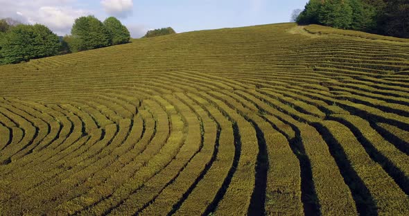 Beautiful Field Maze in Mountains.