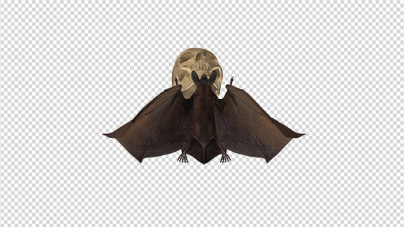 Bat with Skull - 4K Flying Loop - Top View