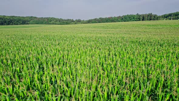 Aerial View of Corn Crops Field From Drone Point Of View