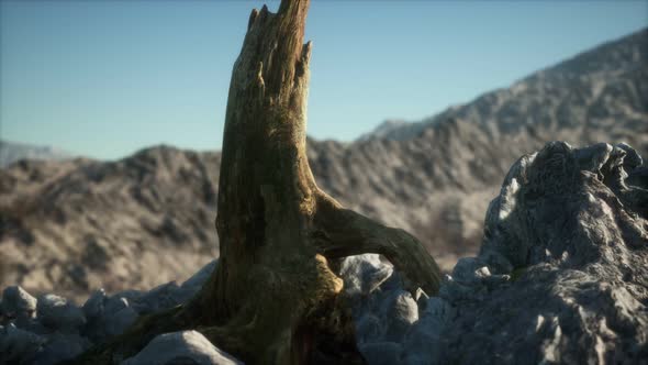 Dead Pine Tree at Granite Rock at Sunset